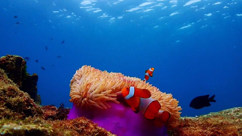 Pattaya: Nemo Island Experience With Drone Photos and Lunch - Underwater Photos and Videos