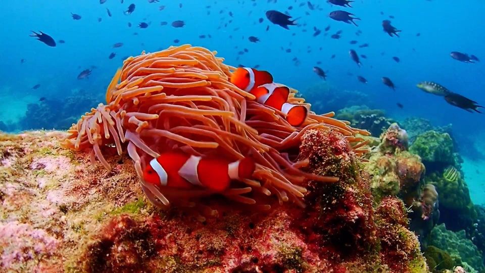 Pattaya: Nemo Island Experience With Drone Photos and Lunch - Drone Photos