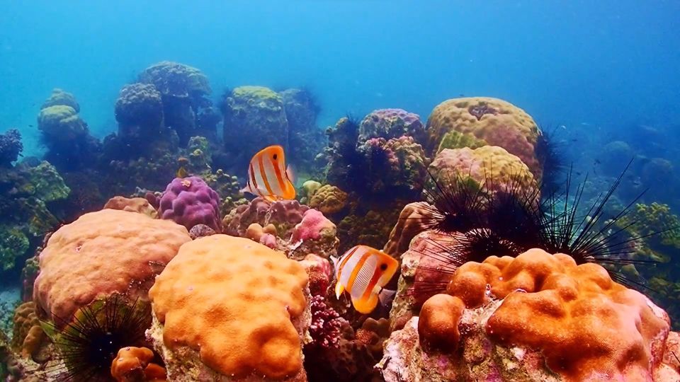 Pattaya: Nemo Island Experience With Drone Photos and Lunch - Frequently Asked Questions