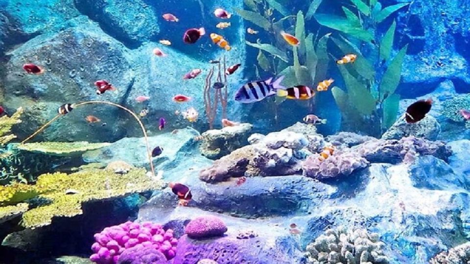 Pattaya: Underwater World Pattaya Aquarium Admission Ticket - Availability and Reservations