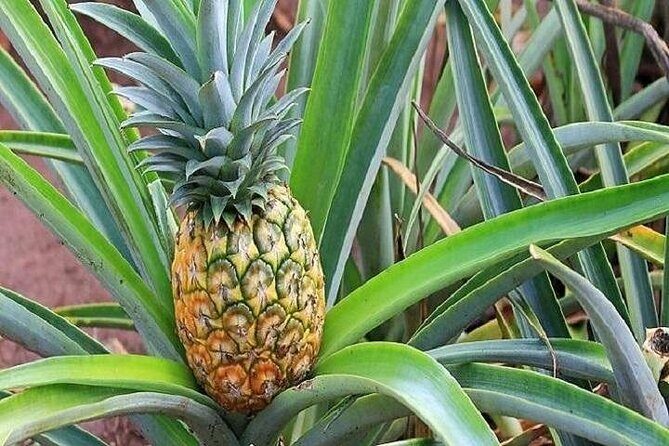 Pearl Harbor and Mini Circle Island Tour from Kauai - In-Depth Review of the Experience