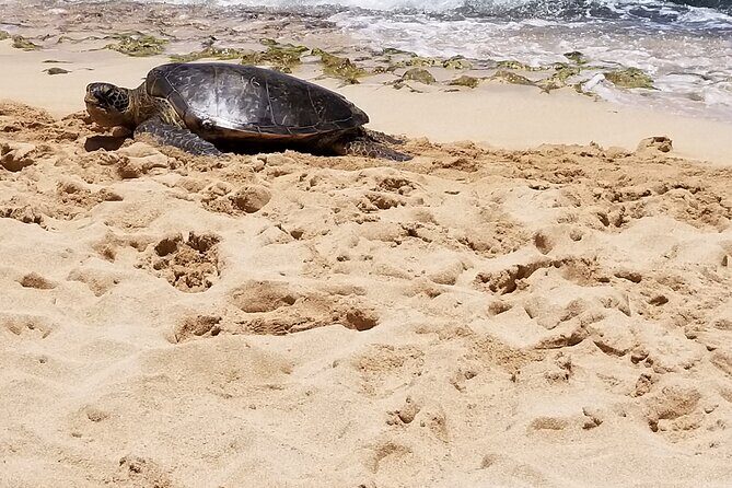 Pearl Harbor, Dole, N.Shore luxury group priced Customizable tour - Analyzing the Value: Is It Worth It?