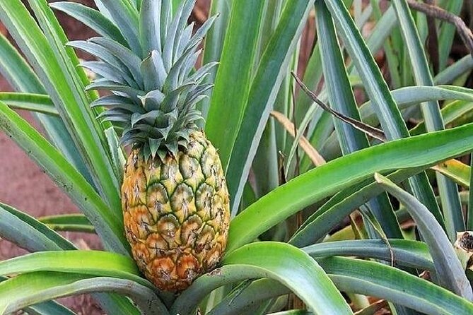 Pearl Harbor, Dole Plantation, and Polynesian Center From Kauai - Engaging Narration