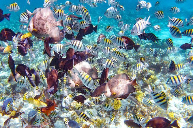 Pearl Island Bahamas Snorkeling Experience and Lunch - Key Points