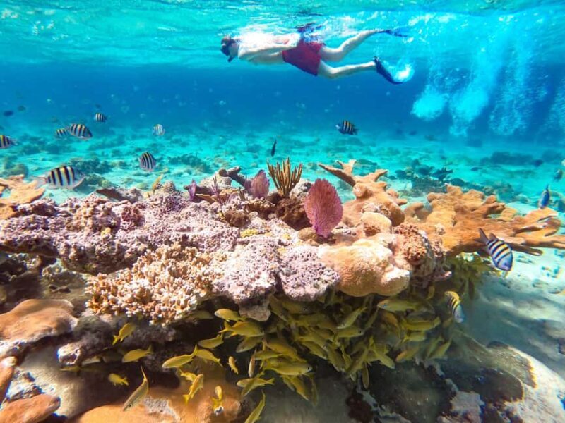 Pearl Island Beach: Full-day Snorkelling with Lunch - Key Points