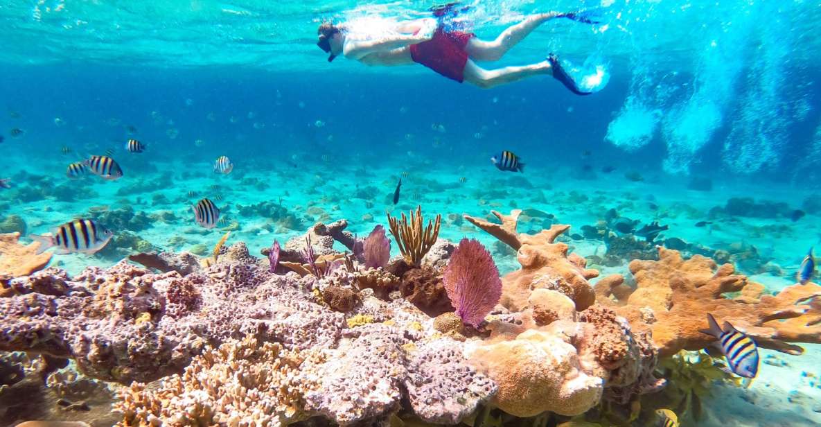 Pearl Island Beach: Full-Day Snorkelling With Lunch - Key Points