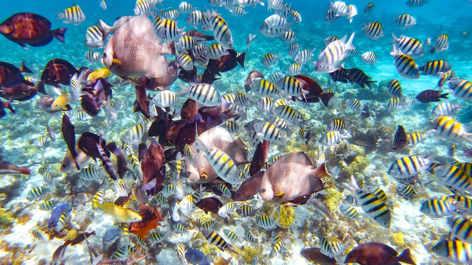 Pearl Island Beach: Full-Day Snorkelling With Lunch - Snorkeling Adventure