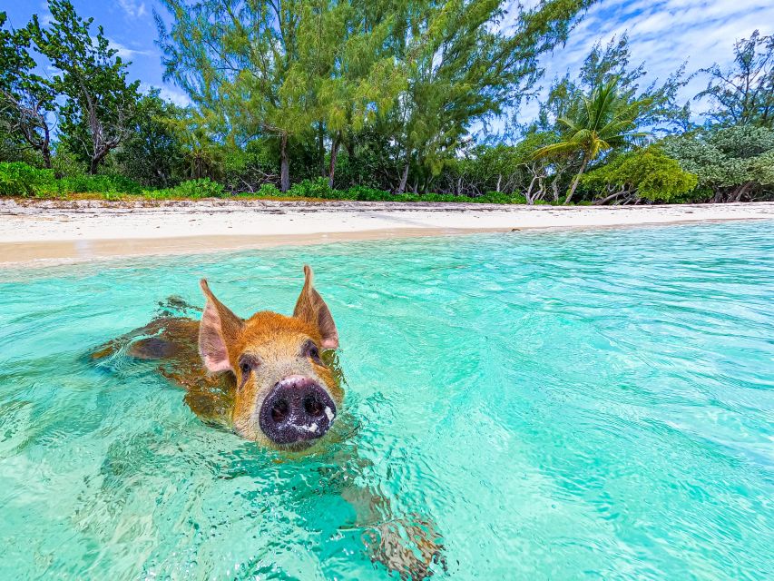 Pearl Island: Pigs Beach With Lunch - Relaxing on the Islands