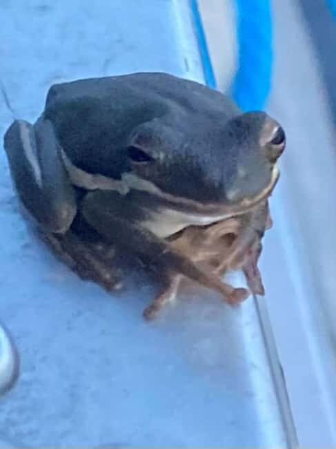 Pearlington: Devil's Swamp Eco Walking Tour - Practical Details and Tips