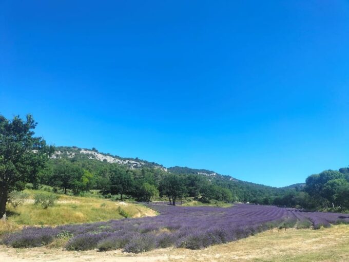 Pearls of Luberon: Gordes, Rousillon & Senanque Private Trip - Sénanque Abbey: Monastery and Lavender Fields