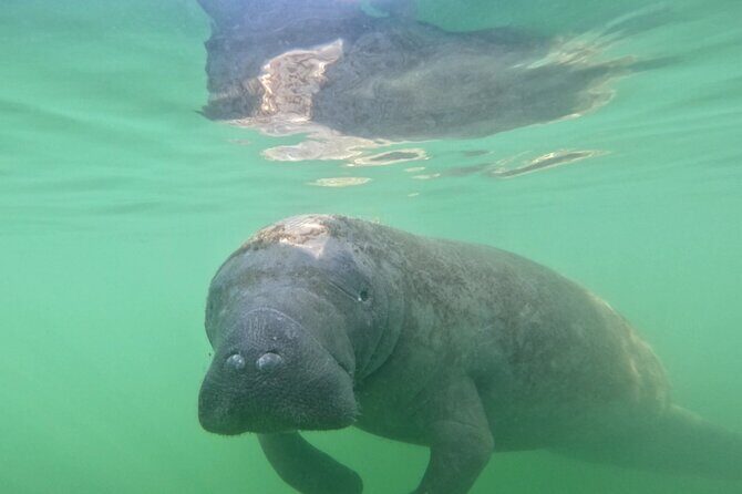 Pedal Kayak Mangrove Tunnel Tour in Bradenton - An In-Depth Look at the Experience