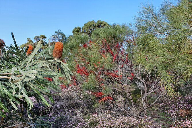 Pedals & Petals - Discovering Wildflowers Bike Tour Kings Park - An In-Depth Look at the Pedals & Petals Bike Tour in Kings Park
