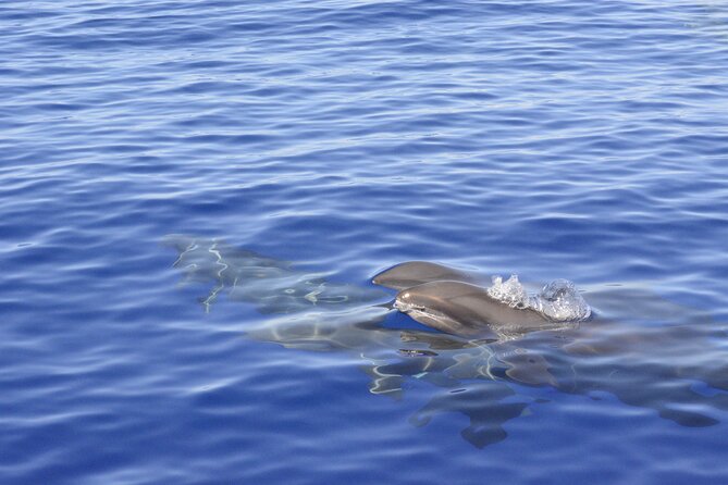 Pelagic Wildlife Excursion - Participant Guidelines