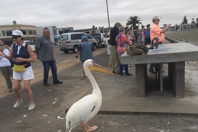 Pelican Point Tours,Lagoon Tours, Dune7 Adventure - Key Points