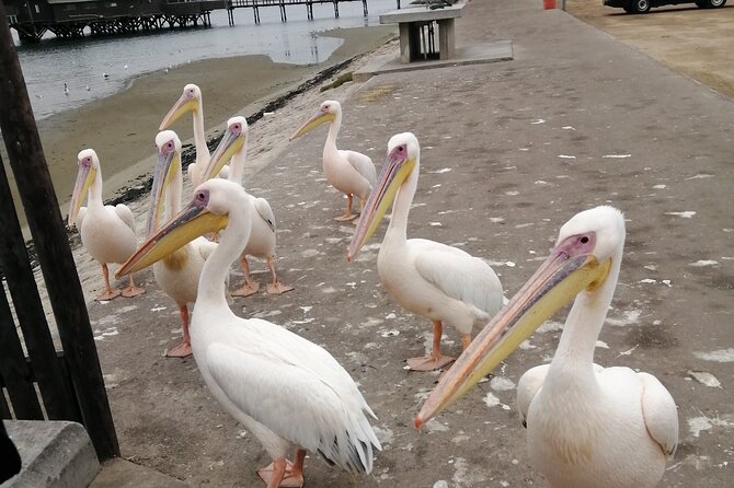 Pelican Point Tours,Lagoon Tours, Dune7 Adventure - Dune 7 Adventure