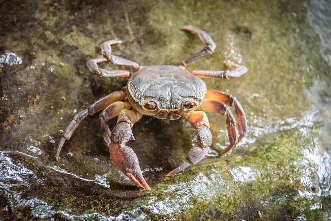 Peloponnese Peninsula Hike on the Neda River  - Greece - Highlights of the Guided Tour