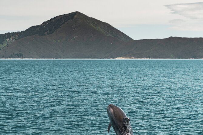 Pelorus Mail Boat Sunday Scenic Cruise  Full-Day from Havelock - An In-Depth Look at the Pelorus Mail Boat Scenic Cruise