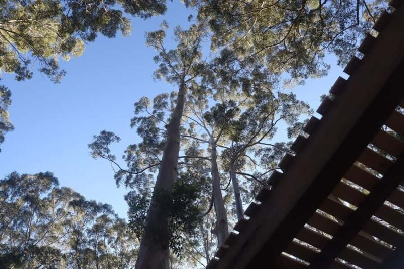 Pemberton: 2.5h Ultimate Ziplines & High Ropes Experience - Key Points