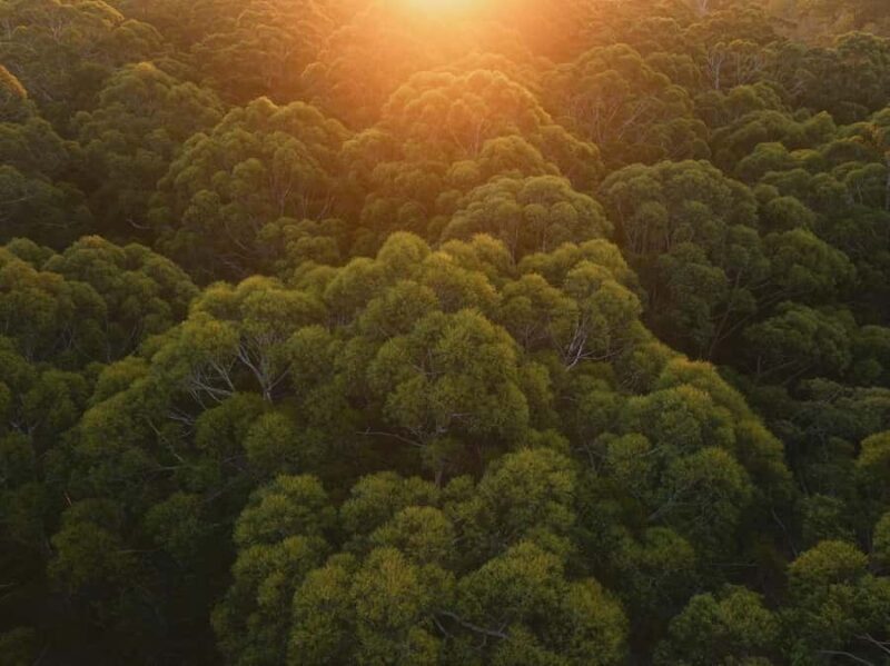 Pemberton: 2.5h Ultimate Ziplines & High Ropes Experience - Authentic Experiences and Authentic Reviews