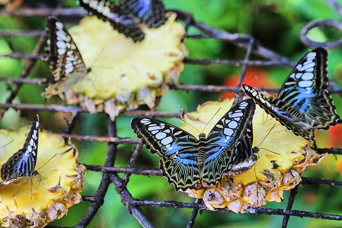 Penang Round Island Tour With Tropical Spice Garden & Entopia Butterfly Farm - Historical Sites