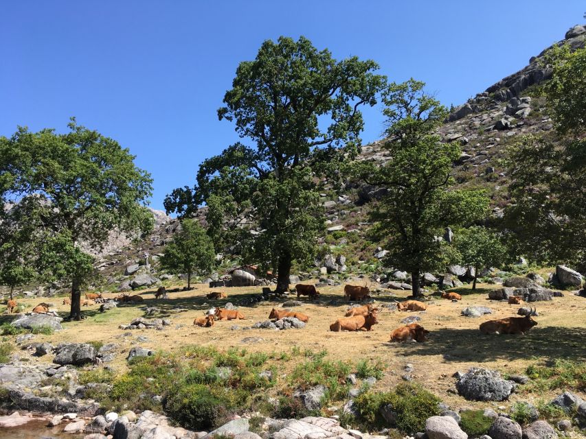Peneda Geres National Park: Private Tour With a Guide - Immerse in Nature