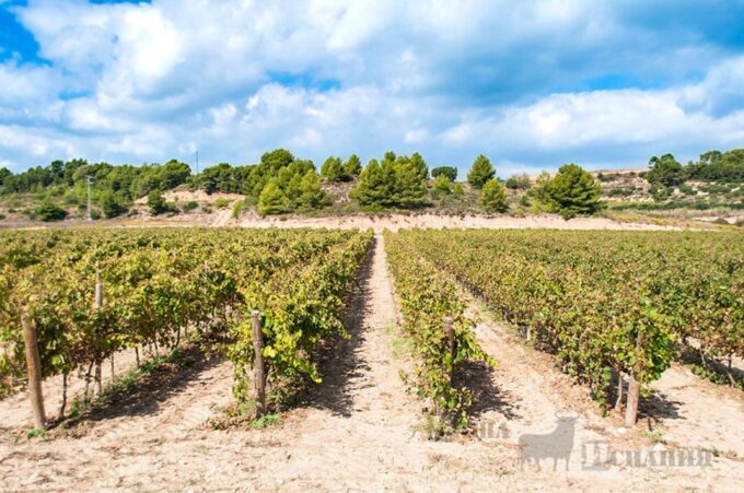 Penedes Wine Cellar Visit With Tasting From Barcelona - Accessibility and Mobility Considerations
