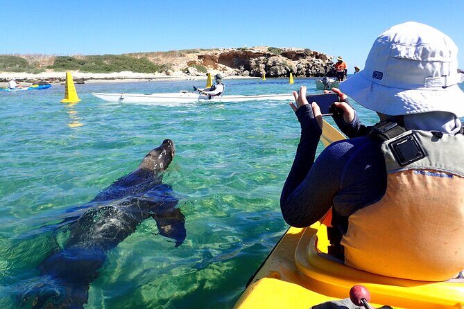 Penguin and Seal Islands Sea Kayaking Experience - The Sum Up: Is This Tour Worth It?