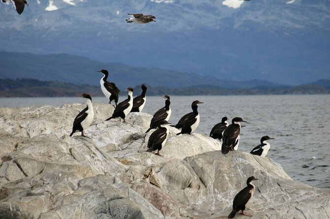 Penguin Colony in Ushuaia - Essential Packing Tips