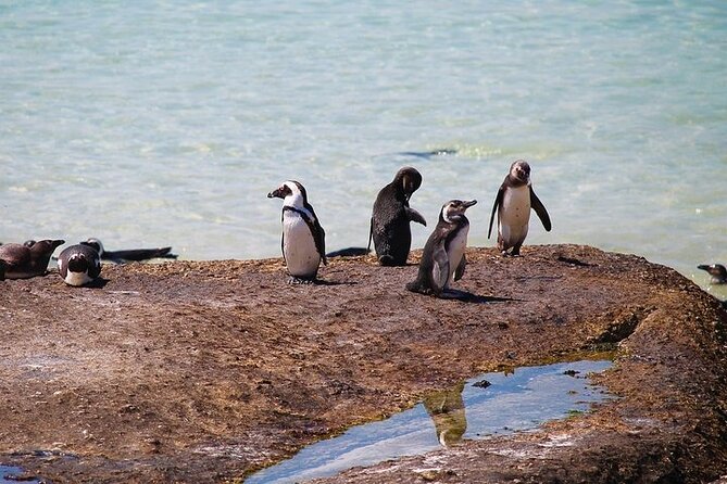 Penguin Encounter Boulders Beach Half Tour Day From Cape Town - Participant Information
