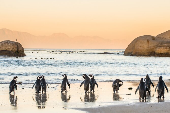 Penguin Encounter Boulders Beach Half Tour Day From Cape Town - Scenic Coastal Experience
