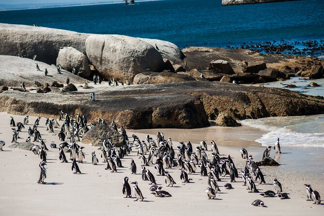 Penguin Encounter Boulders Beach Half Tour Day From Cape Town - Booking and Cancellation Policy