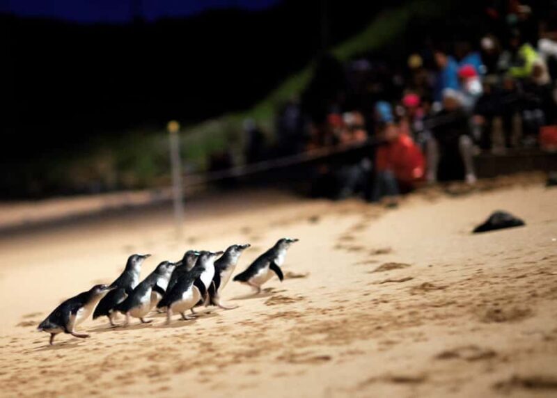 Penguin Parade: General Viewing Ticket - An Introduction to Phillip Island’s Penguin Parade Experience