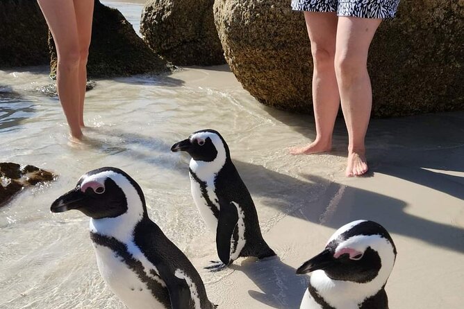 Penguin Watching & Beach Day at Boulders Beach, Cape Town - Guided Tour Highlights