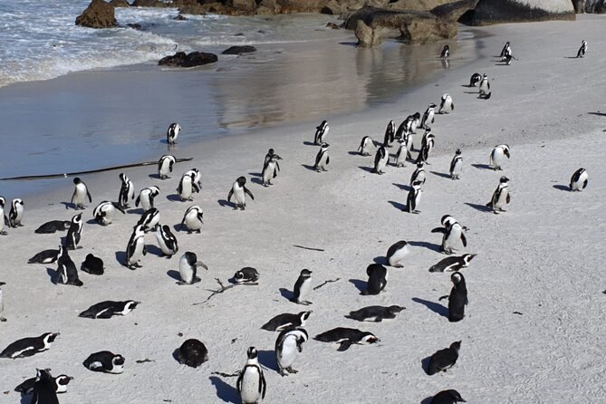 Penguin Watching & Beach Day at Boulders Beach, Cape Town - Tips for an Enjoyable Experience