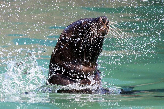 Penguins, Cape Point & Table Mountain. - Pickup and Logistics