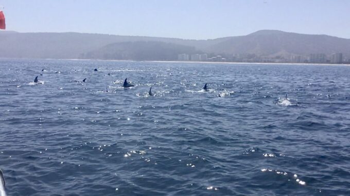Penguins, Sea Lions, Sandboard, Chilean Food & Drinks - Frequently Asked Questions