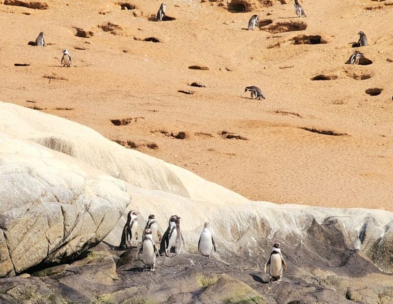 Penguins Watching Cachagua Island in Zapallar From Santiago - Recommended Preparations