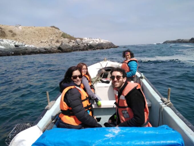 Penguins Watching Cachagua Island in Zapallar From Santiago - Tour Pricing and Cancellation