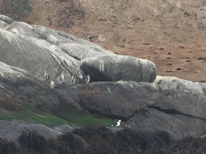 Penguins Watching Cachagua Island in Zapallar From Santiago - Unique Features of Cachagua Island