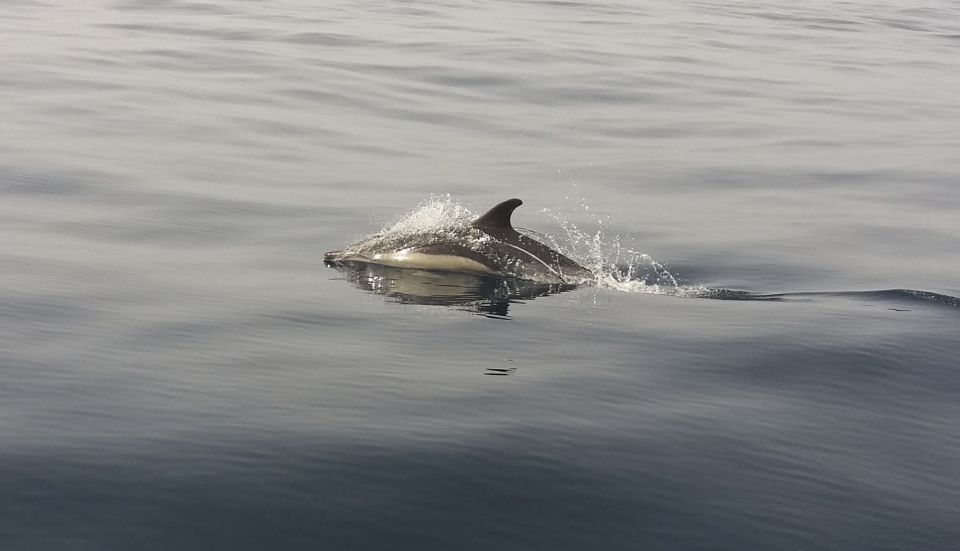 Peniche: Dolphin Route Boat Trip - Booking Your Adventure