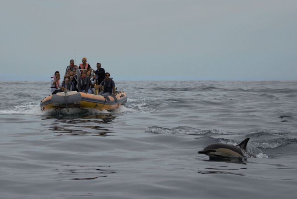 Peniche: Dolphin Route Boat Trip - Meeting Point Details