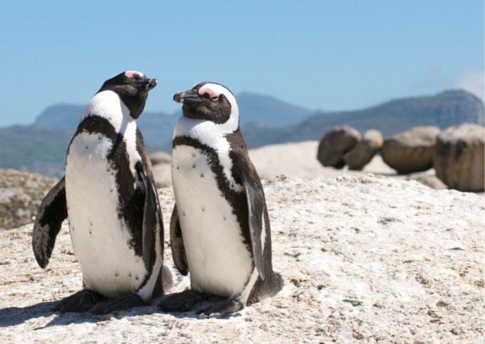 Peninsula Day Tour: Cape Point, Penguins & Table Mountain - Safety Precautions and Tips