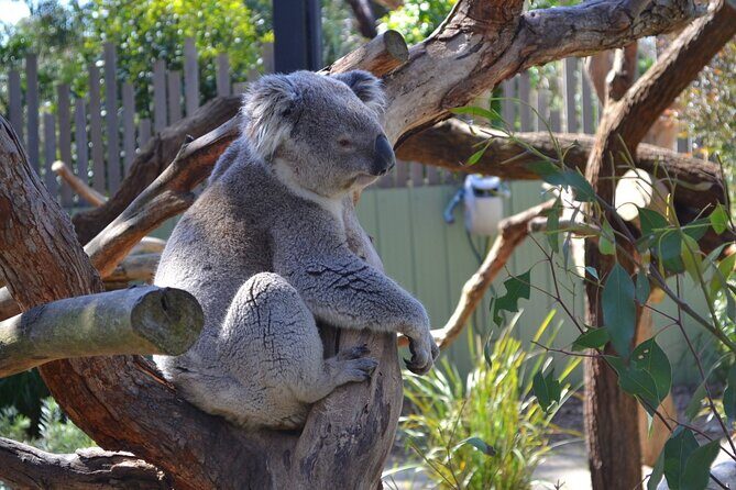 Peninsula Nature Tour - Authentic Experiences and Reviews