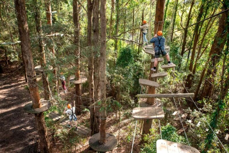 Pennant Hills: Tree Ropes Course Session - Key Points