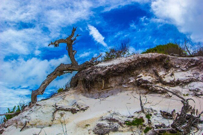 Pensacola Beach Fort Pickens Dolphin Cruise Tour - The Sum Up: Who Should Consider This Tour?