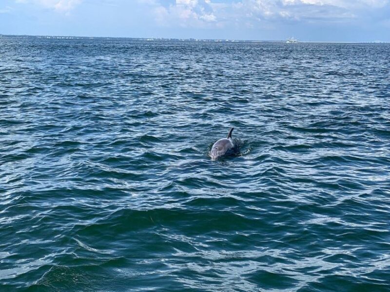 Pensacola Beach Sunset Dolphin Tour private up to 6 ppl - The Value of a Private Tour