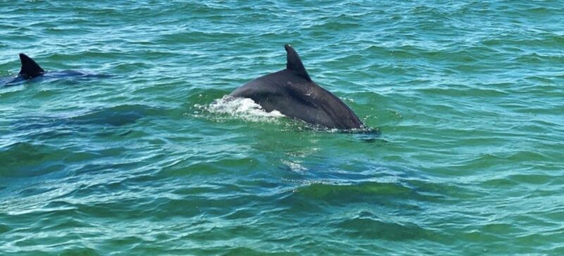 Pensacola Beach Sunset Dolphin Tour private up to 6 ppl - FAQs