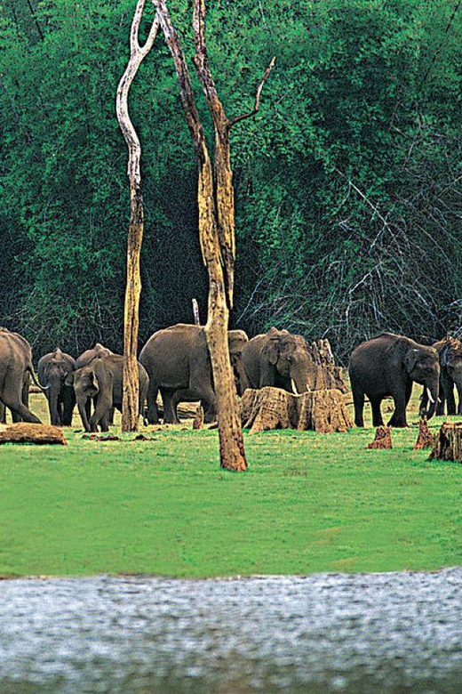Periyar Wildlife Tour With Luxury Services (03 Days Tour) - Wildlife Sanctuary Highlights