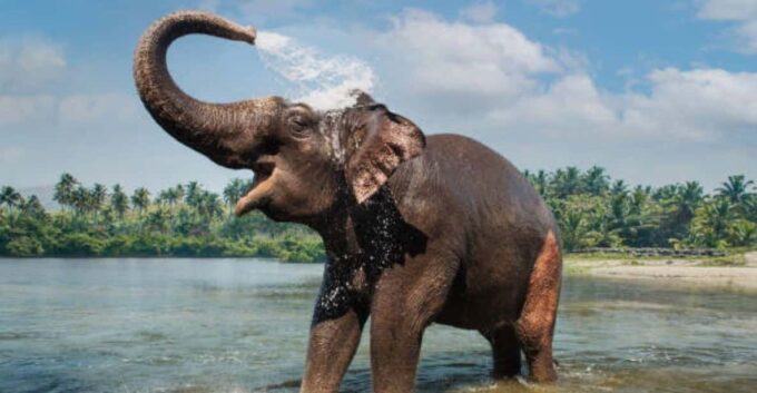 Periyar Wildlife Tour With Luxury Services (03 Days Tour) - The Sum Up