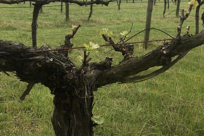 Personalised wine tour experience in the beautiful NSW Southern Highlands - FAQs about the Southern Highlands Wine Tour